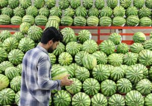 اختلاف قیمت ۴۰ درصدی میوه در میادین و بازارهای میوه و تره‌بار به نسبت سطح شهر